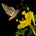 Larry Hawk Photo 12