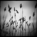 Diana Reed Photo 34
