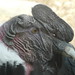 Shirley Combs Photo 12