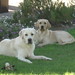 Sharon Latham Photo 30