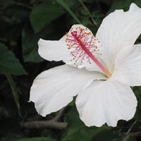 Elizabeth Joyce Photo 46