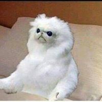 Jose Camacho Photo 33 Jose Camacho Photo 33