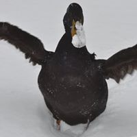 Gary Stone Photo 32