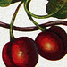 Carol Cherry Photo 18