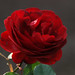 Rose Herbst Photo 5