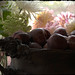 Sara Plum Photo 24