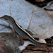 Lash Robinson Photo 11