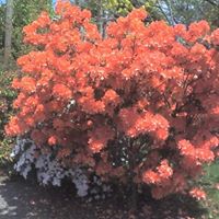 Elizabeth Kerns Photo 14