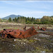Lester Lester Photo 29