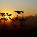 Misty Combs Photo 10