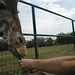 Gregory Arbuckle Photo 9