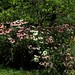 Susan Chestnut Photo 6