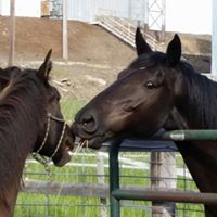 Lori Westman Photo 9
