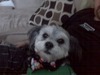 Shelley Peterson Photo 12