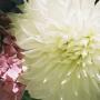 Ellen Dougherty Photo 31