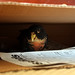 Joey Box Photo 12