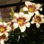 Colleen Shaw Photo 12
