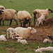 Misty Lamb Photo 16
