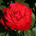 Teresa Harkness Photo 10
