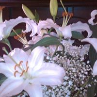 Lee Mcdaniel Photo 44