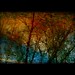 Lisa Walden Photo 14