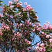 Kathleen Flowers Photo 20
