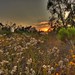 Darrel Summers Photo 10
