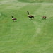 Glen Anderson Photo 38