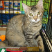 Carolyn Foster Photo 7