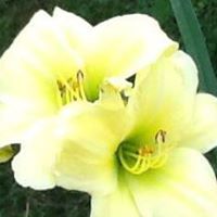 Tina Crowe Photo 10