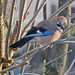Jay Stephenson Photo 9