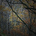 Steven Wood Photo 22