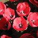 Paula Jenkins Photo 30