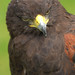 Jonathan Falconer Photo 12