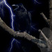 Allan Chambers Photo 12