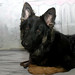 Kelli Shepherd Photo 14