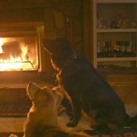 Gail Snyder Photo 35