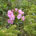 Laurel Breton Photo 2