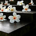 Frances Chou Photo 5