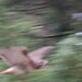 Ernest Hawk Photo 7