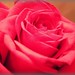 Janette Rose Photo 16