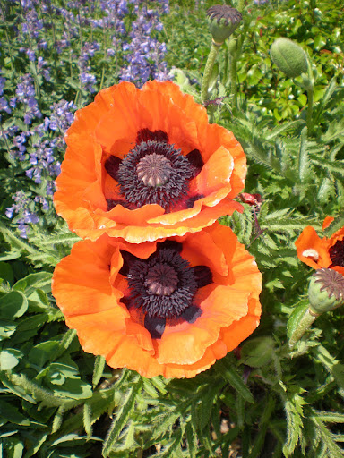 Suzanne Richards Photo 12