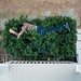 Roy Bush Photo 25