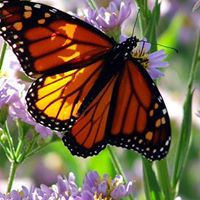 Susan Gilpin Photo 25