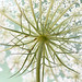 Anne Queen Photo 17