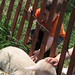 Gregory Lamb Photo 23