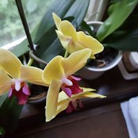 Elizabeth Dennis Photo 50