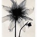 Judith Mcmillan Photo 21