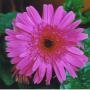 Martha Yates Photo 26