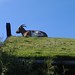 Al Johnson Photo 12
